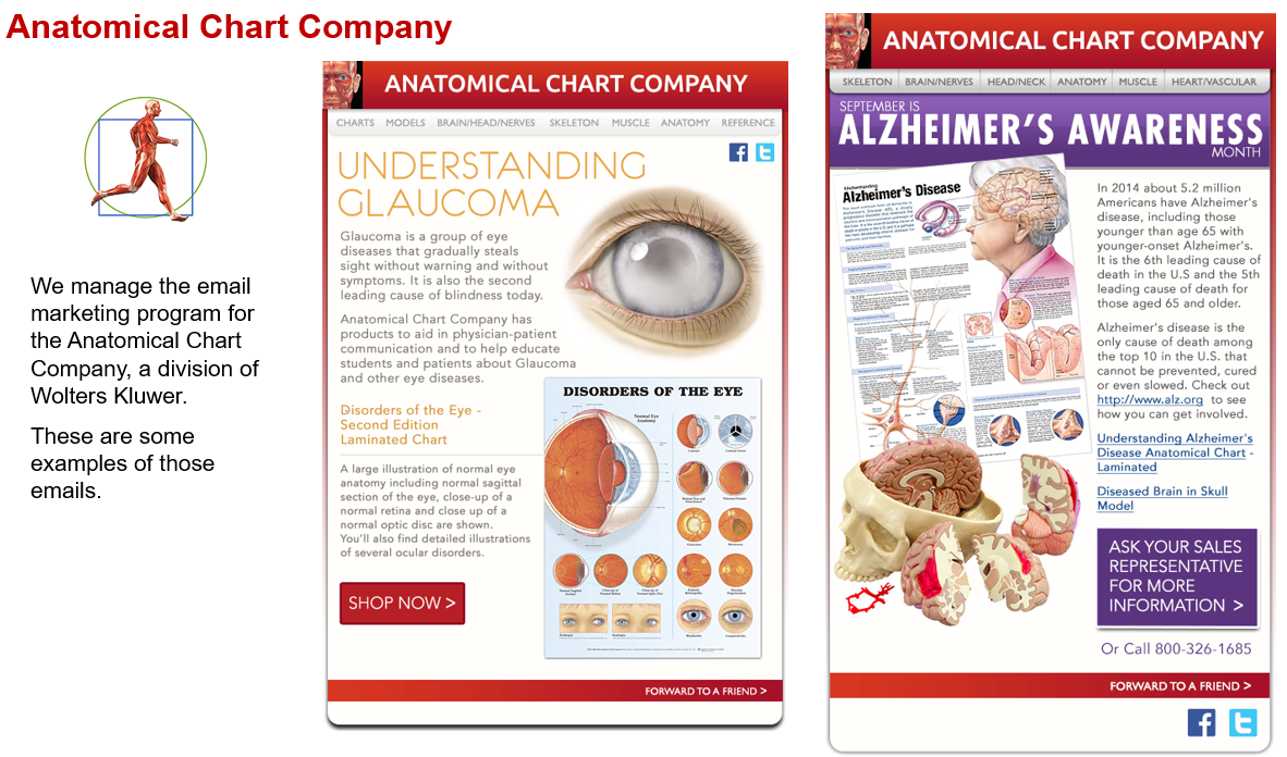 Grey Matter Direct work for Wolters Kluwer Anatomical Chart Company